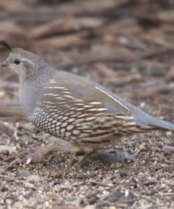 California Valley Quail